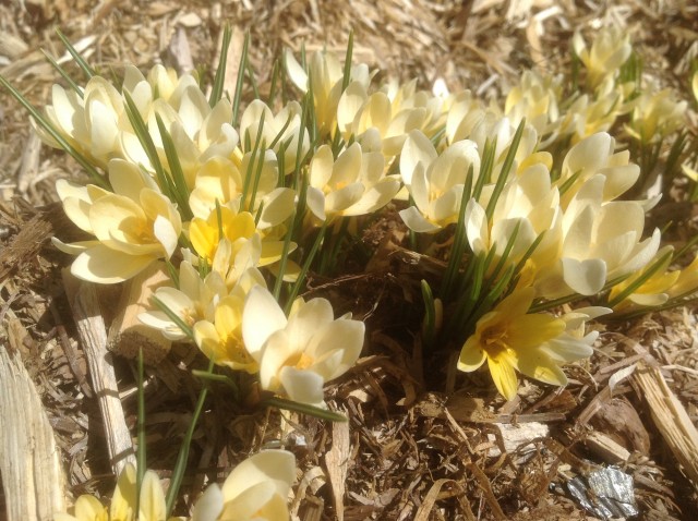 Le printemps à Lawrenceville